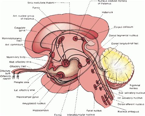 The Olfactory Nerve | Neupsy Key