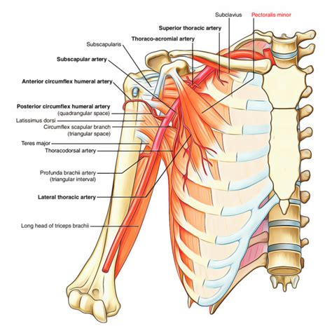 Pectoral Region Muscles Anatomy – Earth's Lab