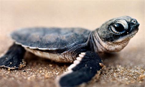 Baby Pet Turtles | Wallpapers Gallery