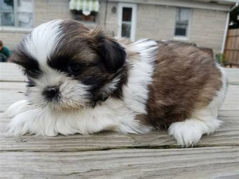 ADORABLE SHIH TZU PUPPIES! FOR ADOPTION ORLANDO Offer Orlando Pets Dogs