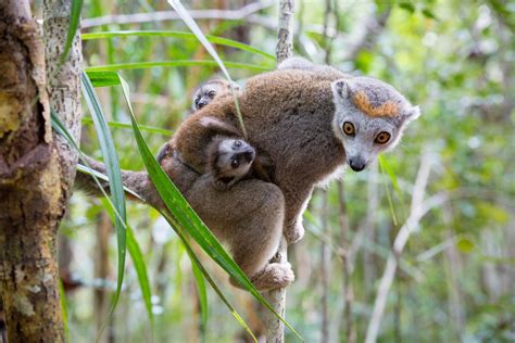 Baby Lemurs in Madagascar 2024 - Rove.me