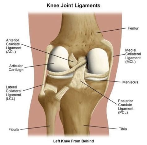 Types of Knee Ligaments | Stanford Health Care