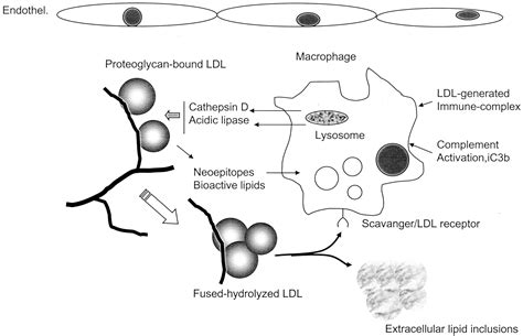 Hydrolytic Enzymes Released From Resident Macrophages and Located in ...