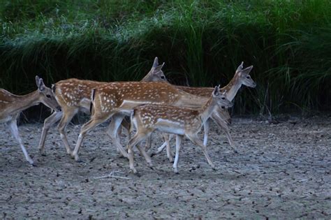 Premium Photo | Little deer family