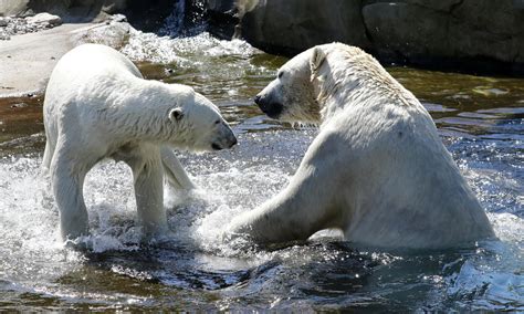 African wild dog - The most endangered species on Earth - CBS News