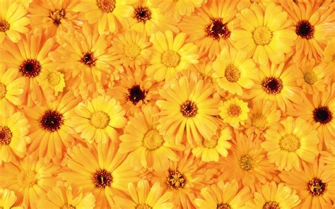 Yellow Daisy Wallpapers on WallpaperDog