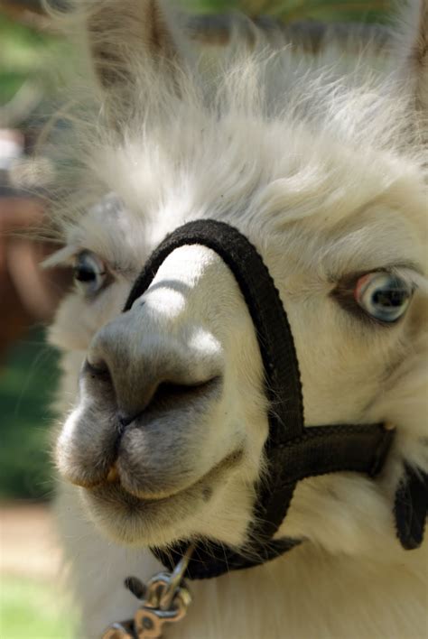 For Llama Llovers: Llama Sunglasses