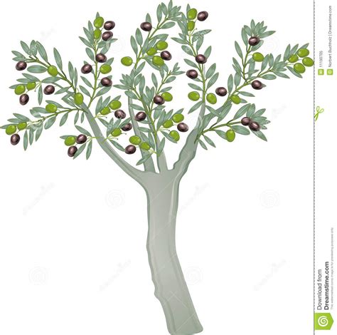 Olive trees clipart 20 free Cliparts | Download images on Clipground 2024