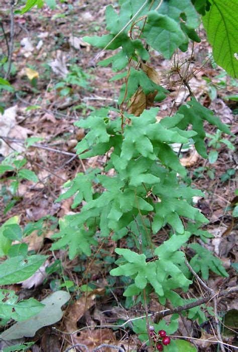 Lygodium palmatum (American climbing fern): Go Botany