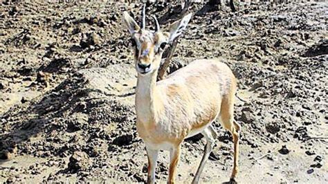 Chinkara dies after still birth in Delhi zoo, vet alleges he wasn’t allowed to help | Latest ...