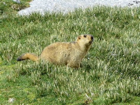 Just About Everything: Wildlife of Ladakh - Animals & Birds of Ladakh, India