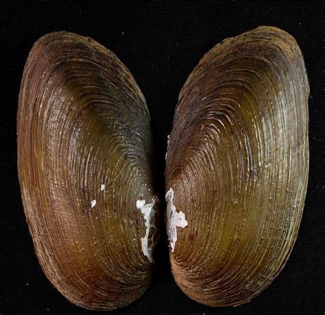 New Species Of Freshwater Mussels Discovered