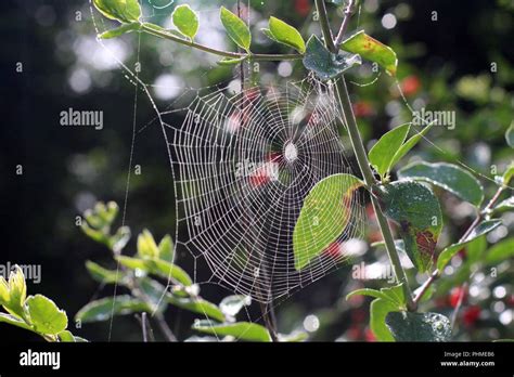 spider web in tree Stock Photo - Alamy