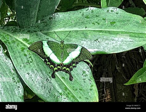 Butterfly camouflage hi-res stock photography and images - Alamy