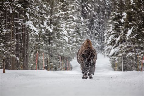 American Bison, Wildlife, Winter, Snow wallpaper - Coolwallpapers.me!