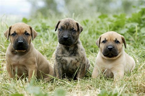 Canary Dog Puppies Photograph by Jean-Michel Labat - Fine Art America