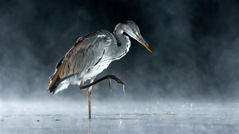 SINWP Bird Photographer of the Year unveils stunning wildlife images ...