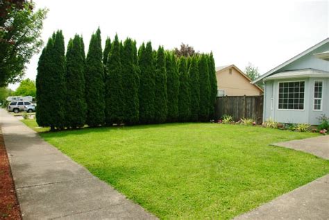 Top 5 Evergreen Privacy Trees That Are Easy to Grow - Dengarden