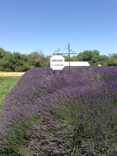 The Verbena Cottage: Lavender Heaven in California: Lavender Hollow Farm