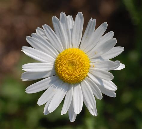 File:Leucanthemum vulgare 'Filigran' Flower 2200px.jpg - Wikipedia