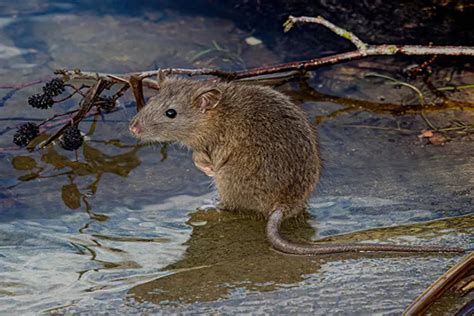 Can Rats Swim Underwater? - AAAC Wildlife Removal of Austin & Central Texas