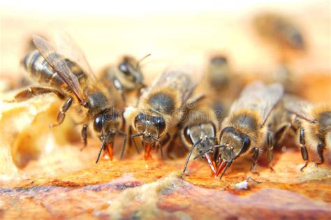 Closeup Of Bees Eating Honey Royalty Free Stock Images - Image: 26995529