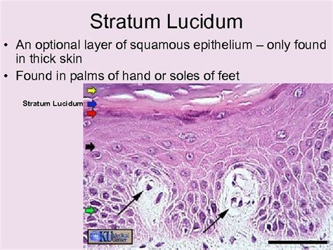 Stratum Lucidum