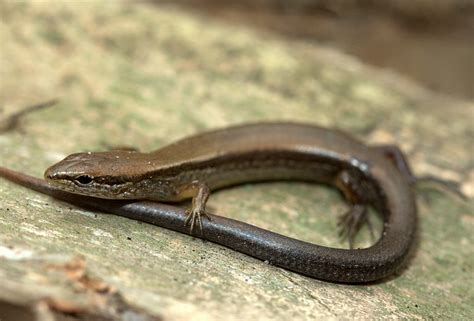 Ground Skink | Flickr - Photo Sharing!