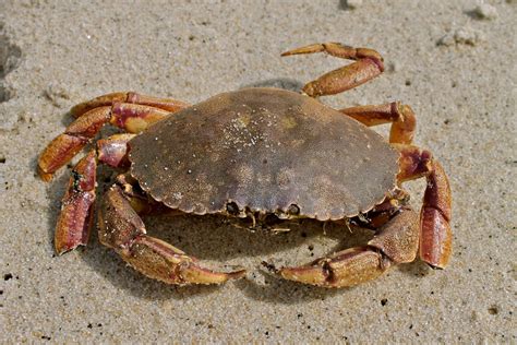 Public Domain Picture | Jonah crab | ID: 13968583817354 | PublicDomainFiles.com