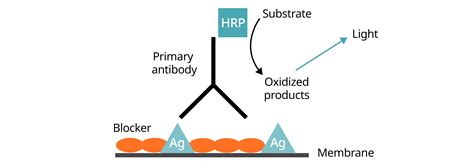 Western Blot Labeling And Detection Methods Abcam - vrogue.co