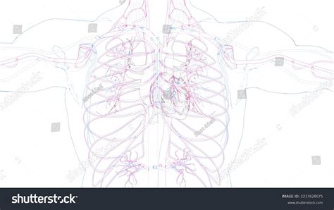 Human Circulatory System Drawing Anatomy 3d Stock Illustration 2217628075 | Shutterstock