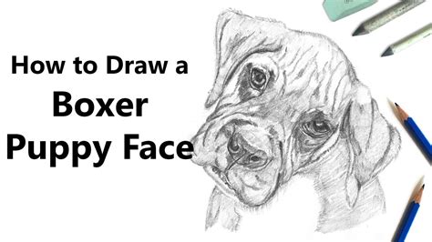 How To Draw A Boxer Dog | Images and Photos finder