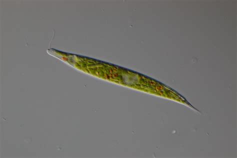 Euglena sp. in transmitted light DIC microscopy | Transmitte… | Flickr