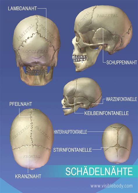 Kenntnis der Skelettanatomie | Achsenskelett