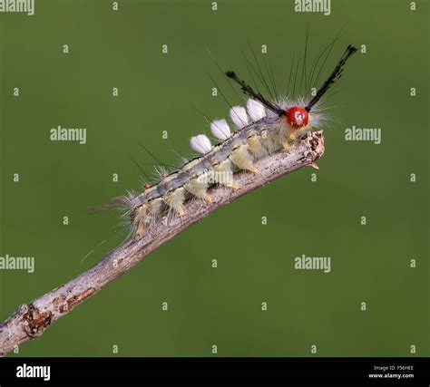 My first in photographing this White-marked Tussock Moth caterpillar in ...