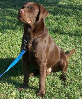 Chocolate Labrador Retriever | Dog Breeds Index