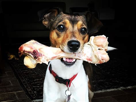 Why You Should Keep Cooked Bones Away From Your Dog This Holiday Season