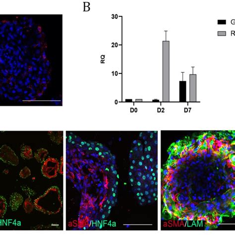 Liver organoids contain the parenchymal cell types of the liver. (A)... | Download Scientific ...