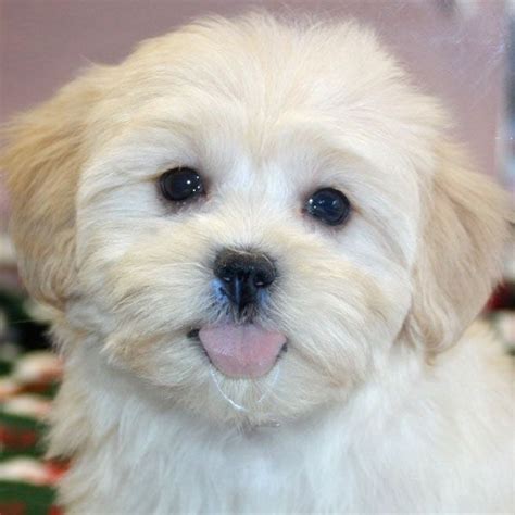 Haircut for Mayzie? | Shih poo puppies, Shih poo, Puppies