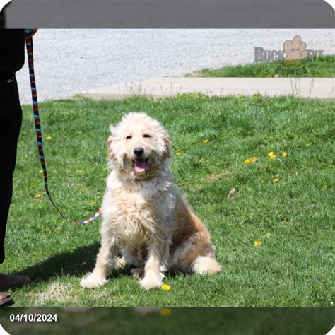 French - Goldendoodle for Sale in North Canton, OH | Buckeye Puppies