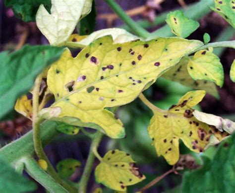 10 Common Tomato Plant Diseases That Can Wreck Your Crop