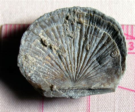 Louisville Fossils and Beyond: Unidentified Ordovician Brachiopod (UOB)