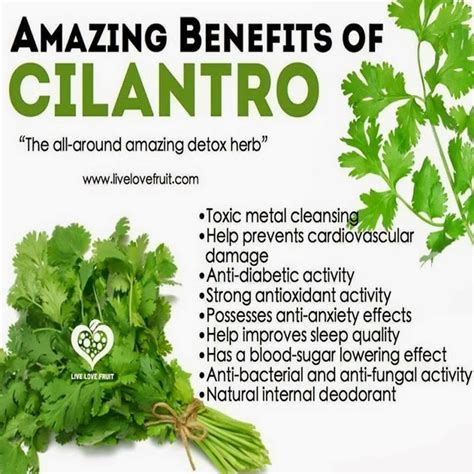 Health & nutrition tips: Amazing benefits of cilantro