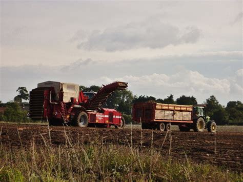 Potato Harvesting – Honing