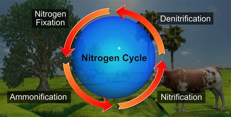 Explain nitrogen cycle - Home Work Help - Learn CBSE Forum