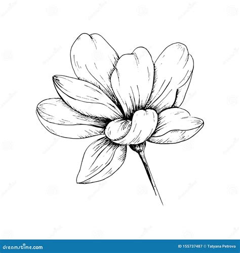 Sketch Flower.Single Hand-drawn Black Flower Isolated on White ...