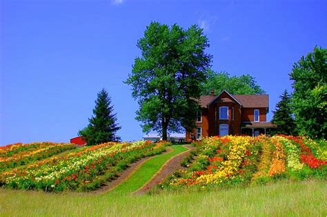 Rainbow Hill Daylily Farm | Lafayette IN