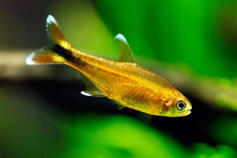 Silver Tip Tetra - aquascape