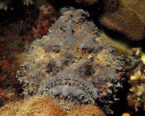 How Toxic is the Stonefish? - Ocean Conservancy