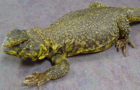 Red Nigerian Uromastyx Diet - diyinter